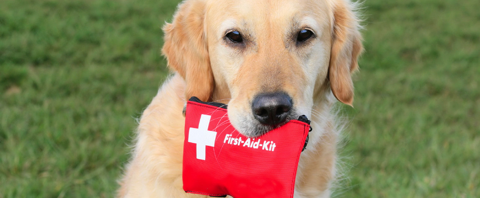 What to Include In Your Dog's First Aid Kit