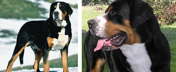 Small swiss best sale mountain dog