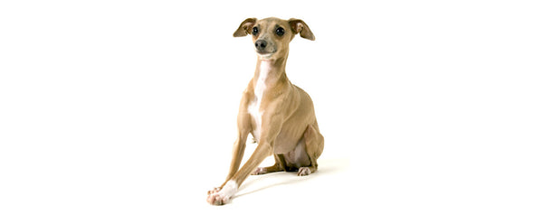 Italian greyhound crate sales size