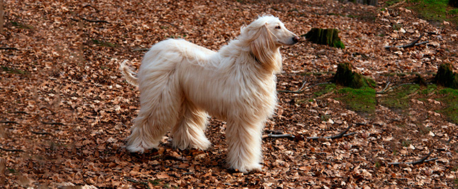 Afghan Hound