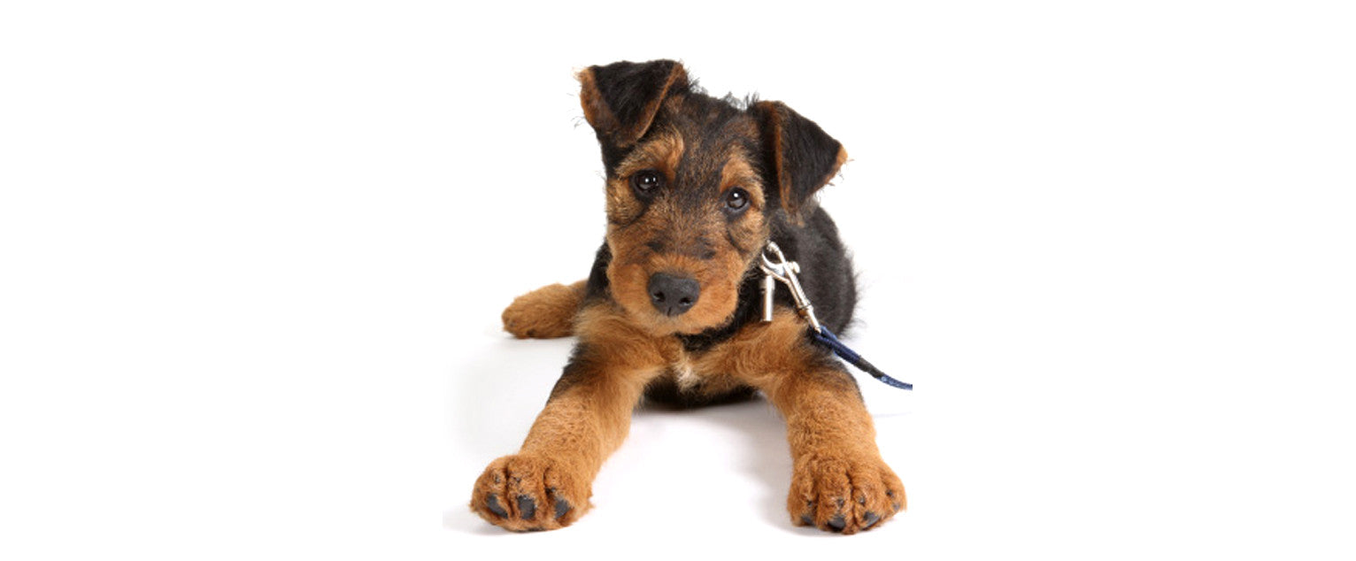 Airedale Terrier