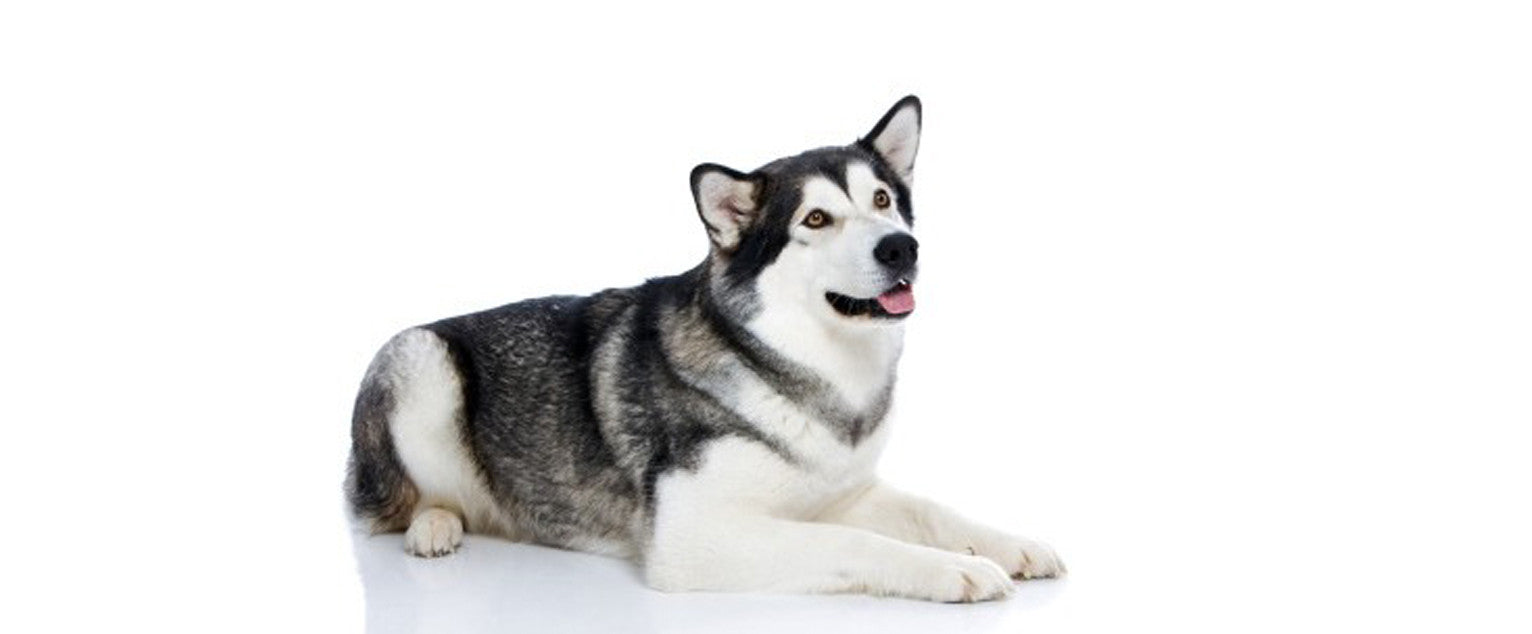 Alaskan Malamute