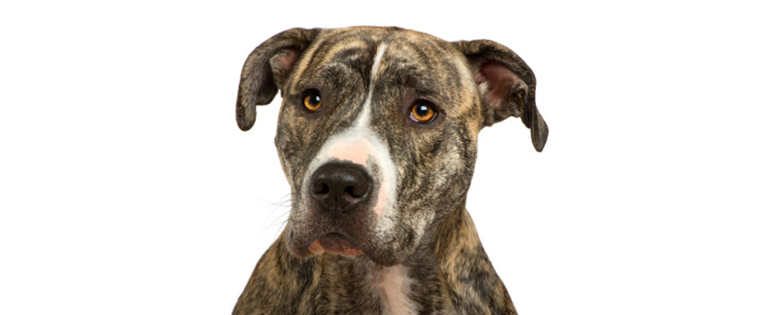 American Staffordshire Terrier