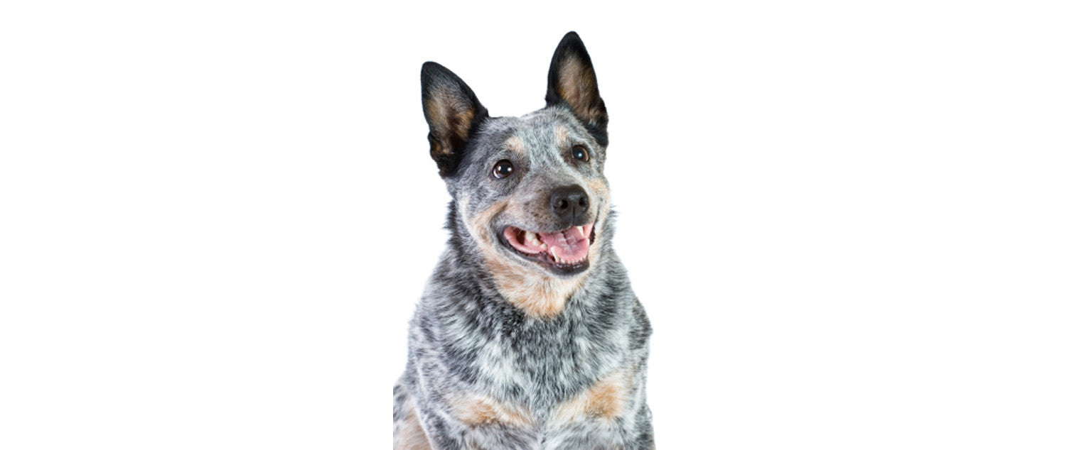 Australian Cattle Dog