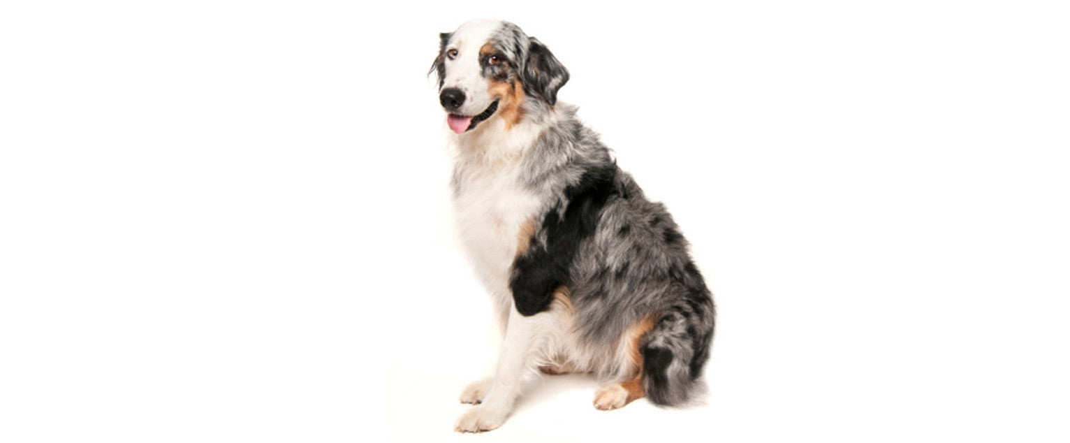Australian Shepherd