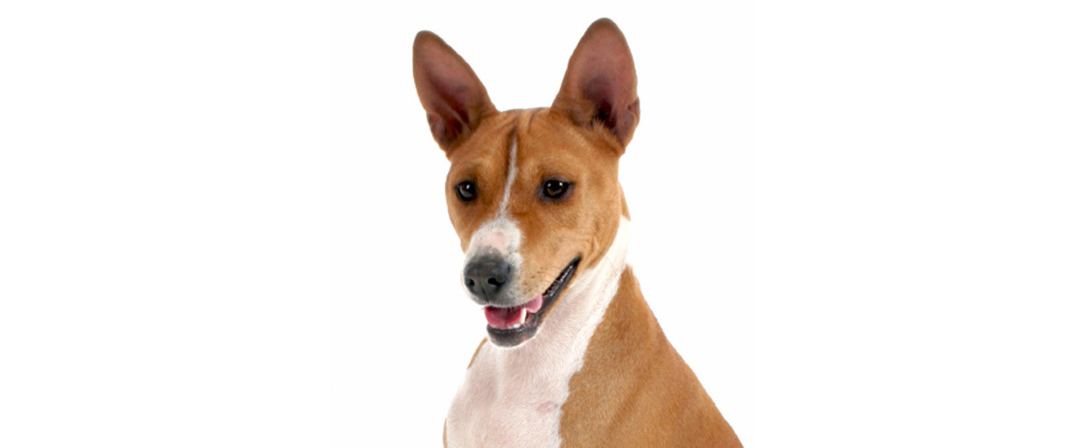 Basenji