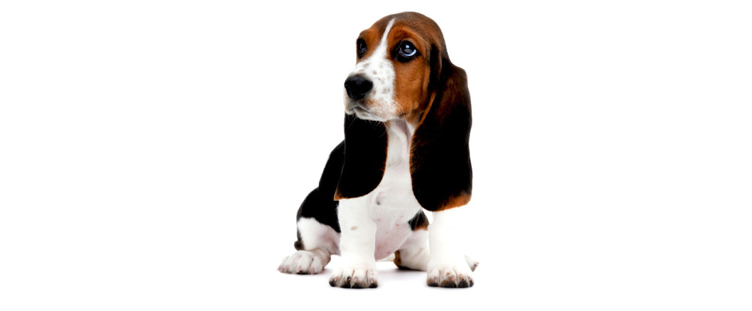 Basset Hound