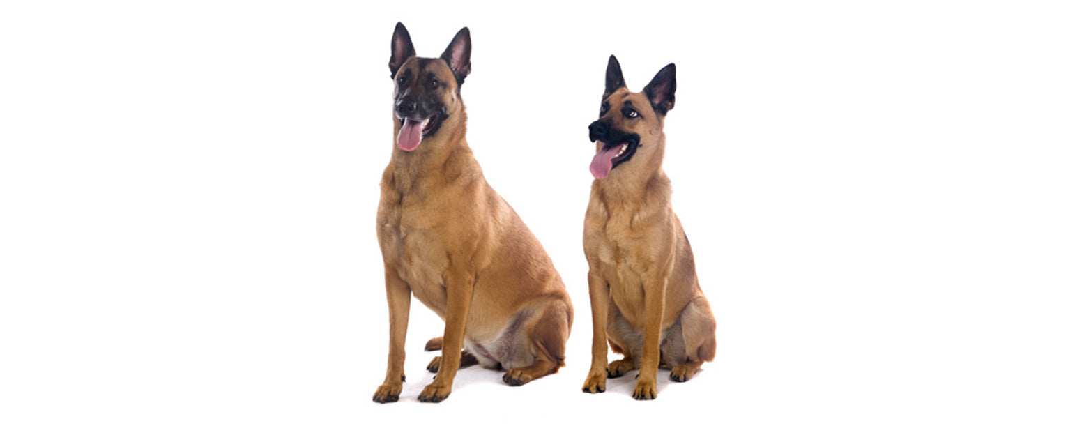 Belgian Sheepdog, Malinois