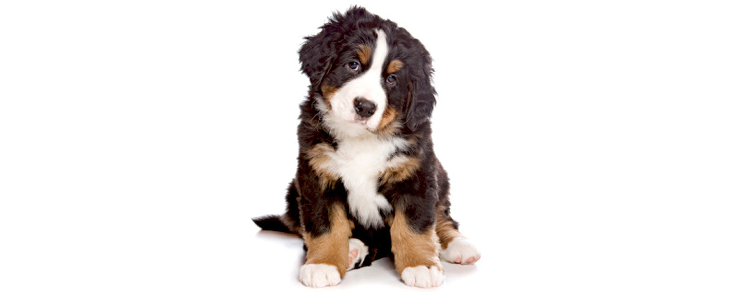 Bernese Mountain Dog