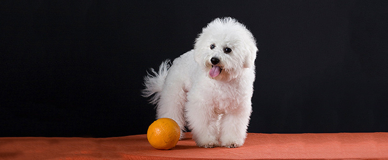 Bichon Frise