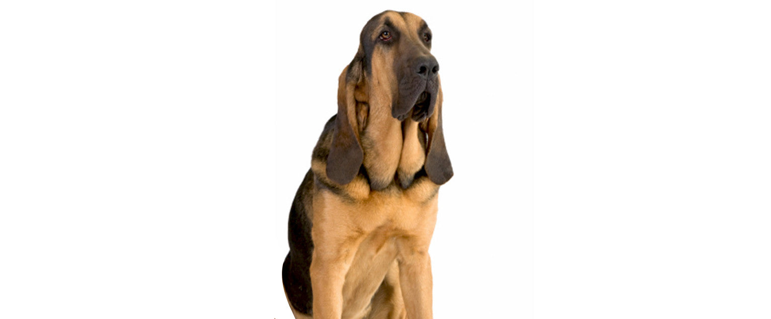 Bloodhound