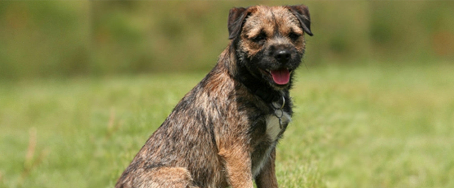 Border Terrier