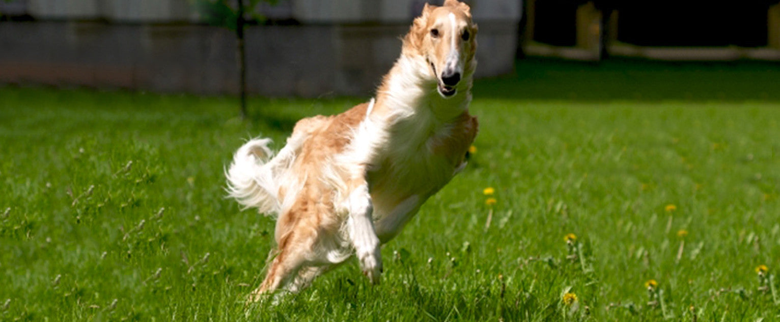Borzoi