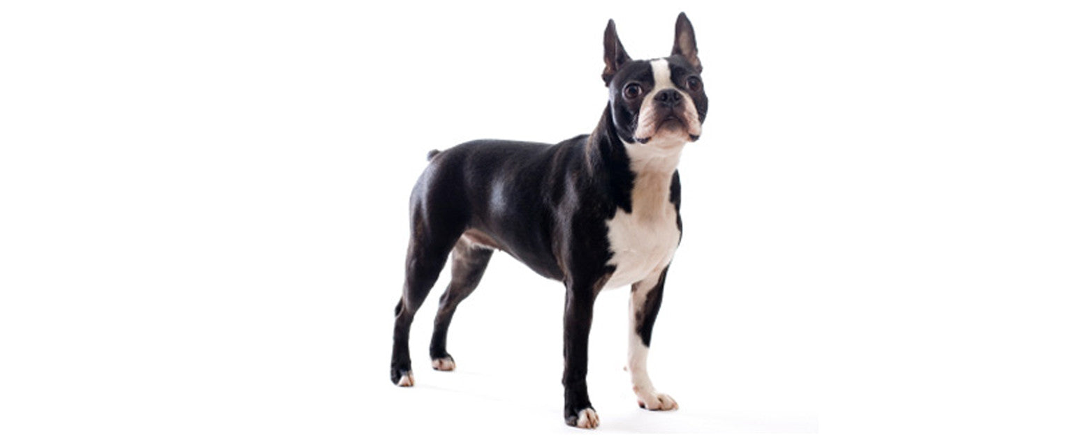 Boston Terrier