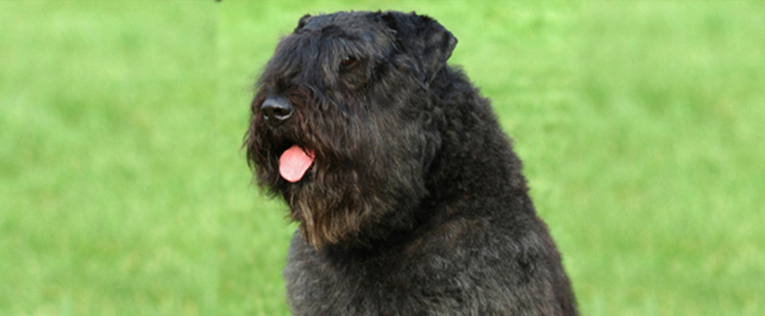 Bouvier Des Flandres