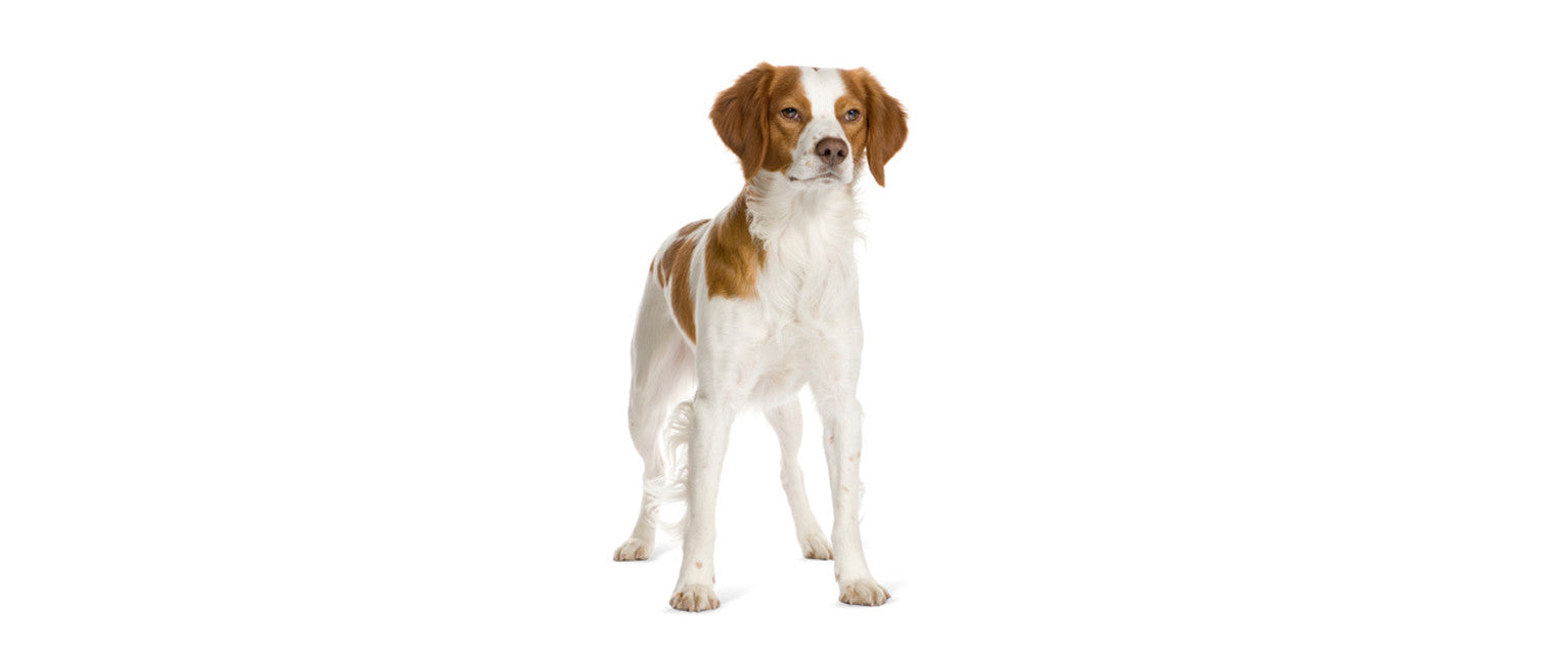 Raising a brittany store spaniel