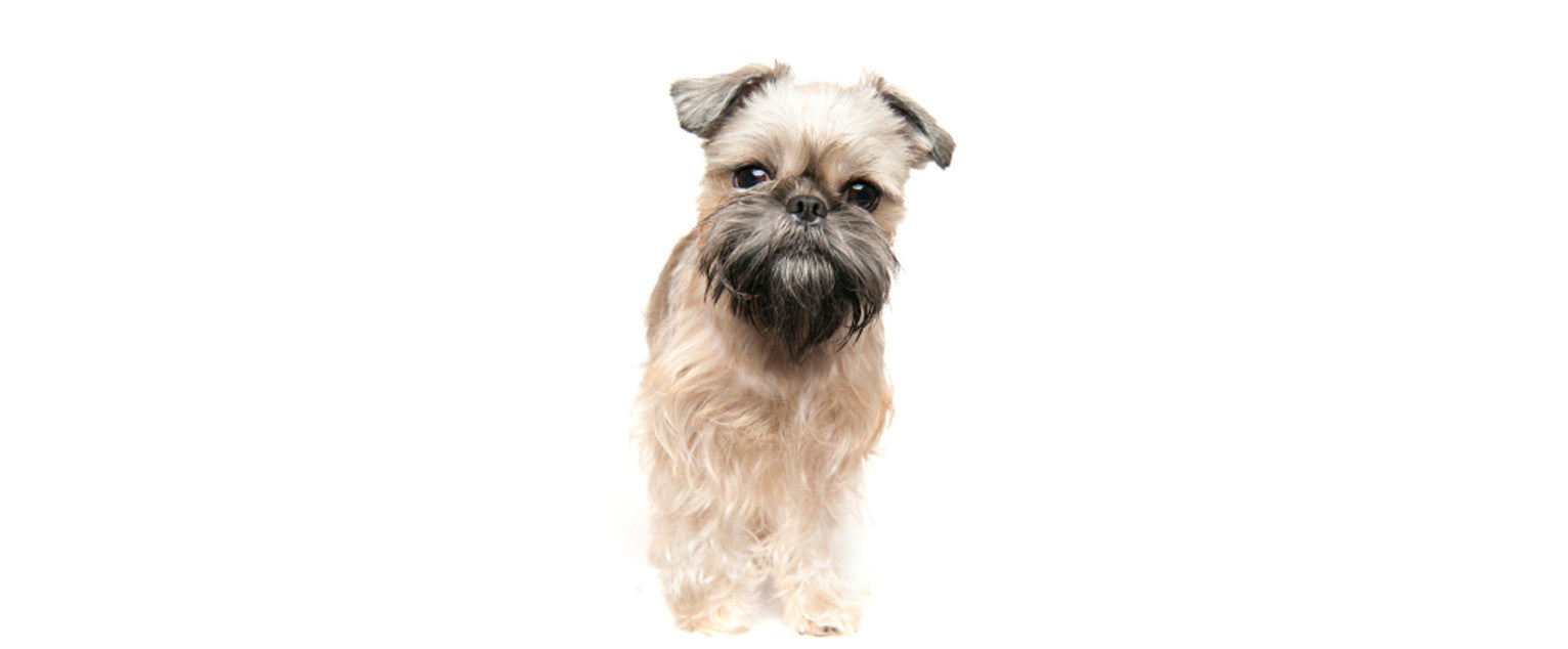 Brussels Griffon