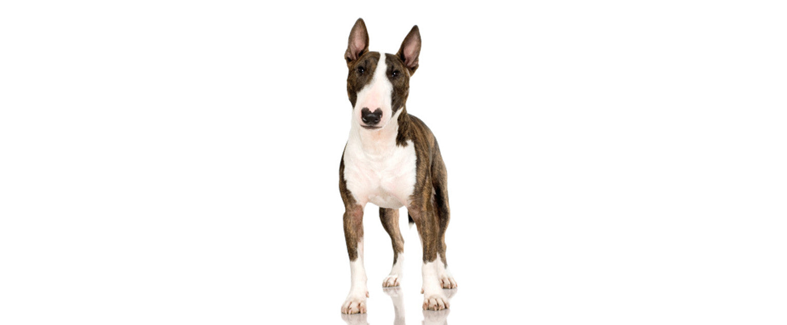 Bull Terrier
