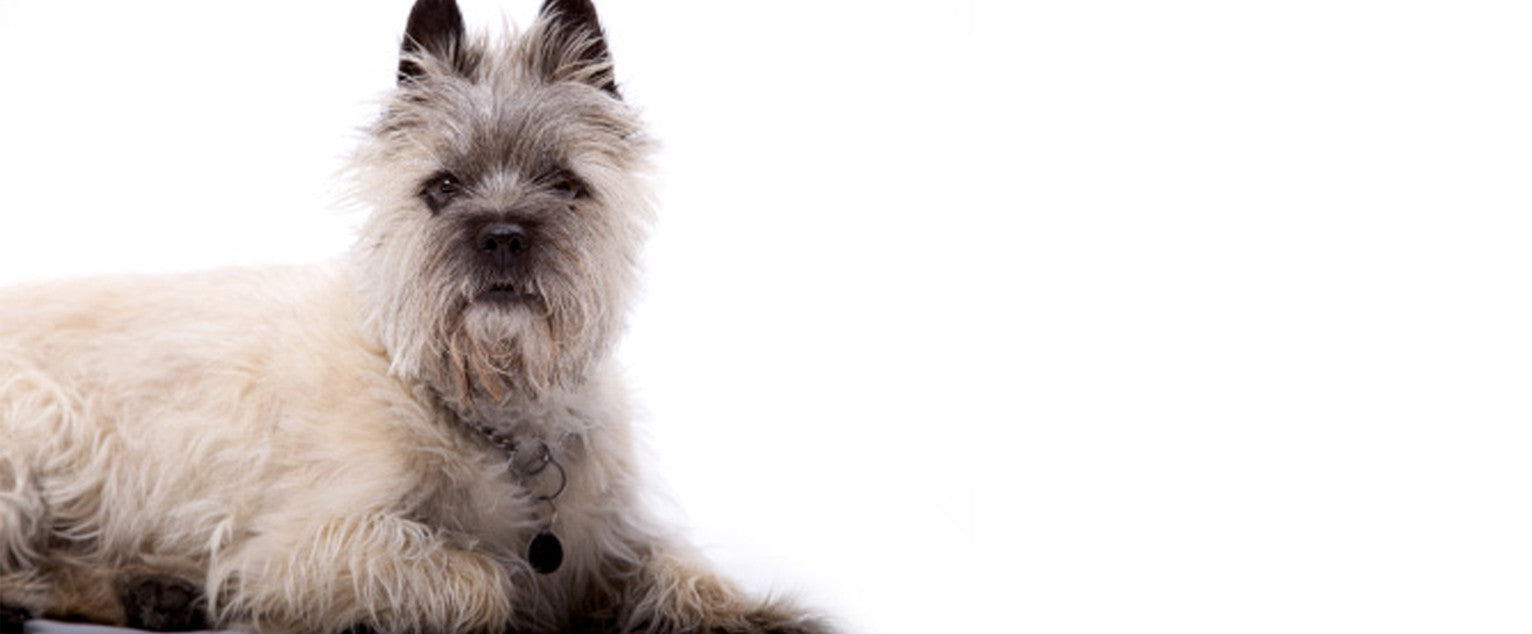 Cairn Terrier