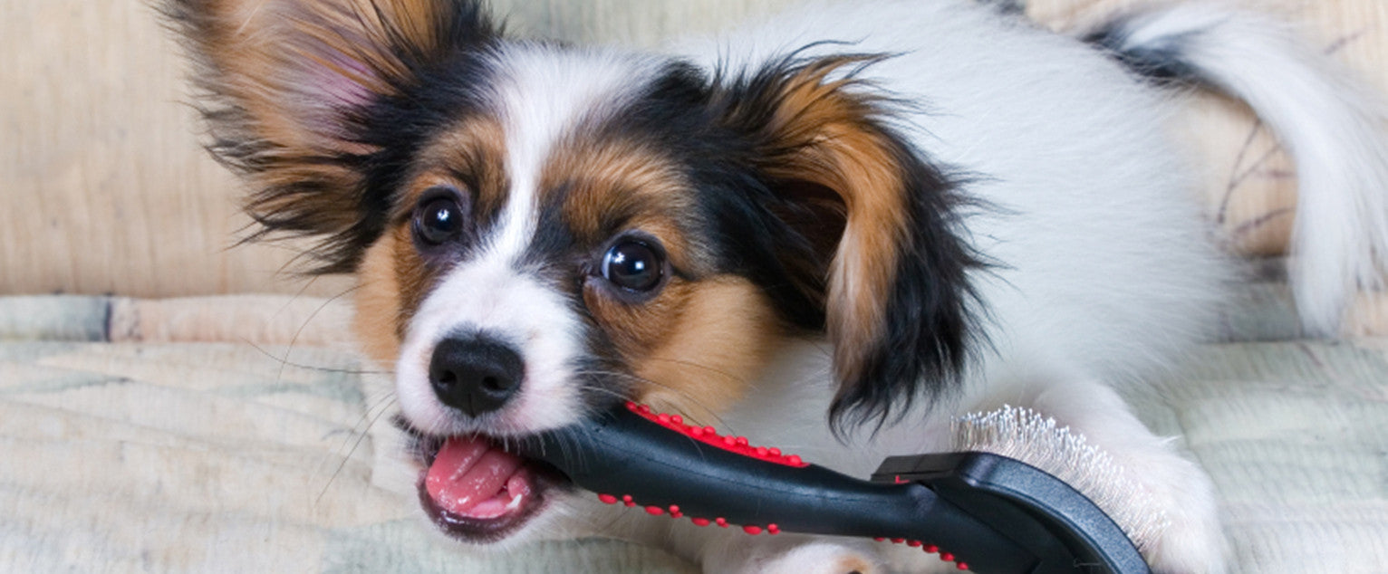 Canine Dental Disease And Diet
