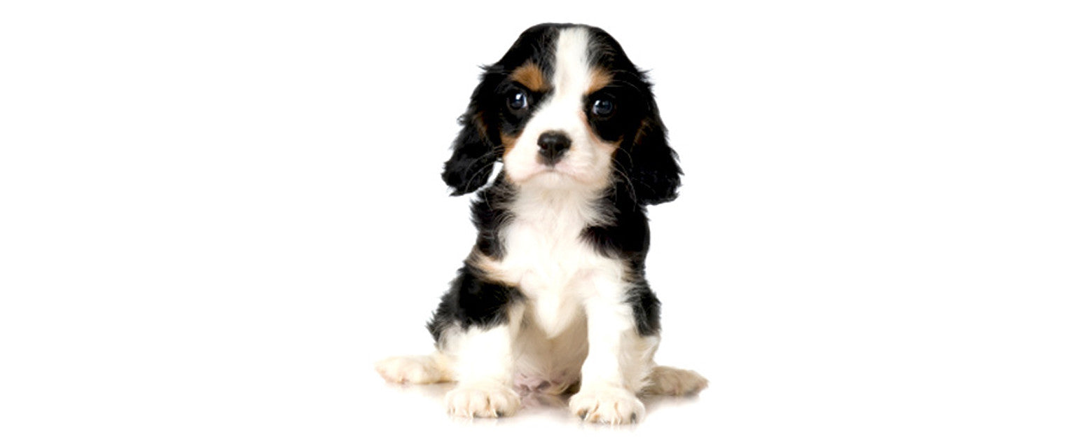 Cavalier King Charles Spaniel