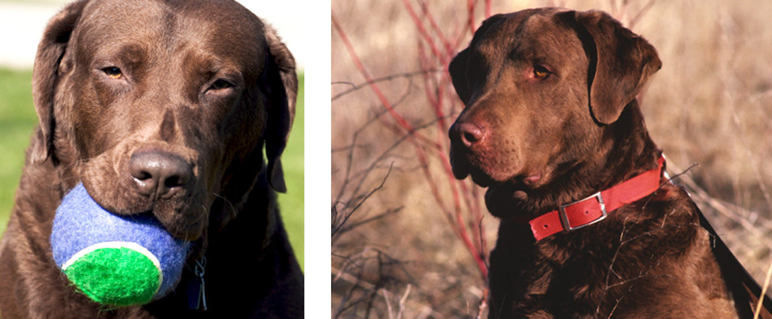 Chesapeake Bay Retriever