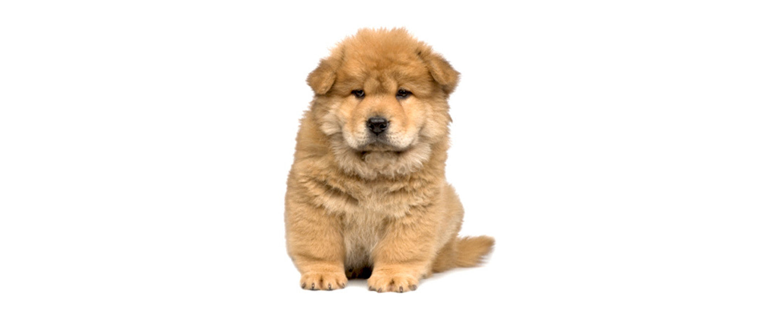 Chow Chow