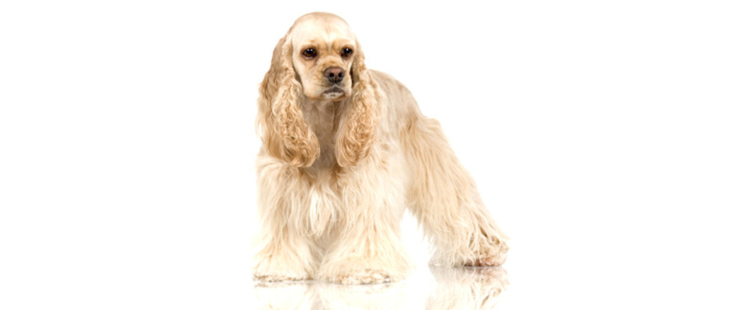 Cocker Spaniel