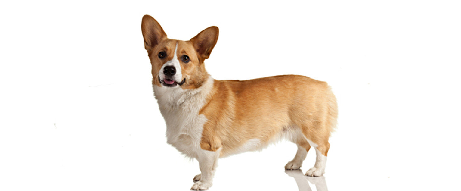 Welsh Corgi-Pembroke