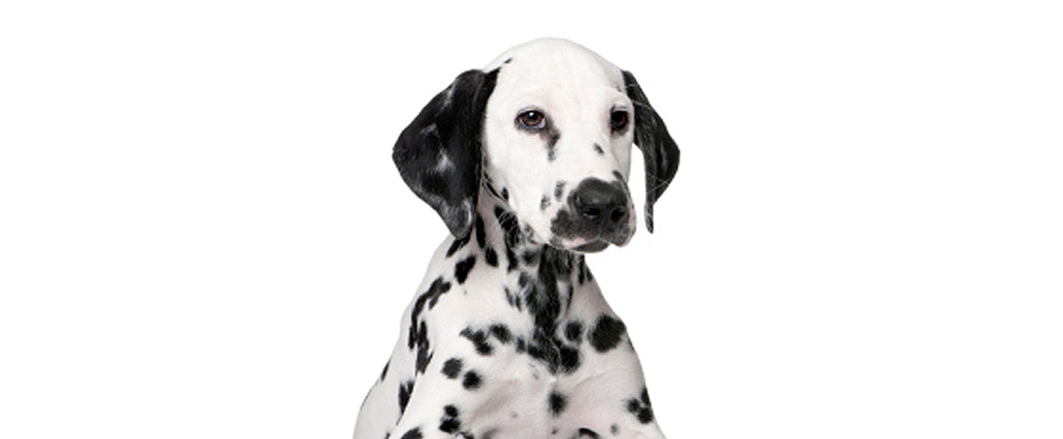 Dalmatian