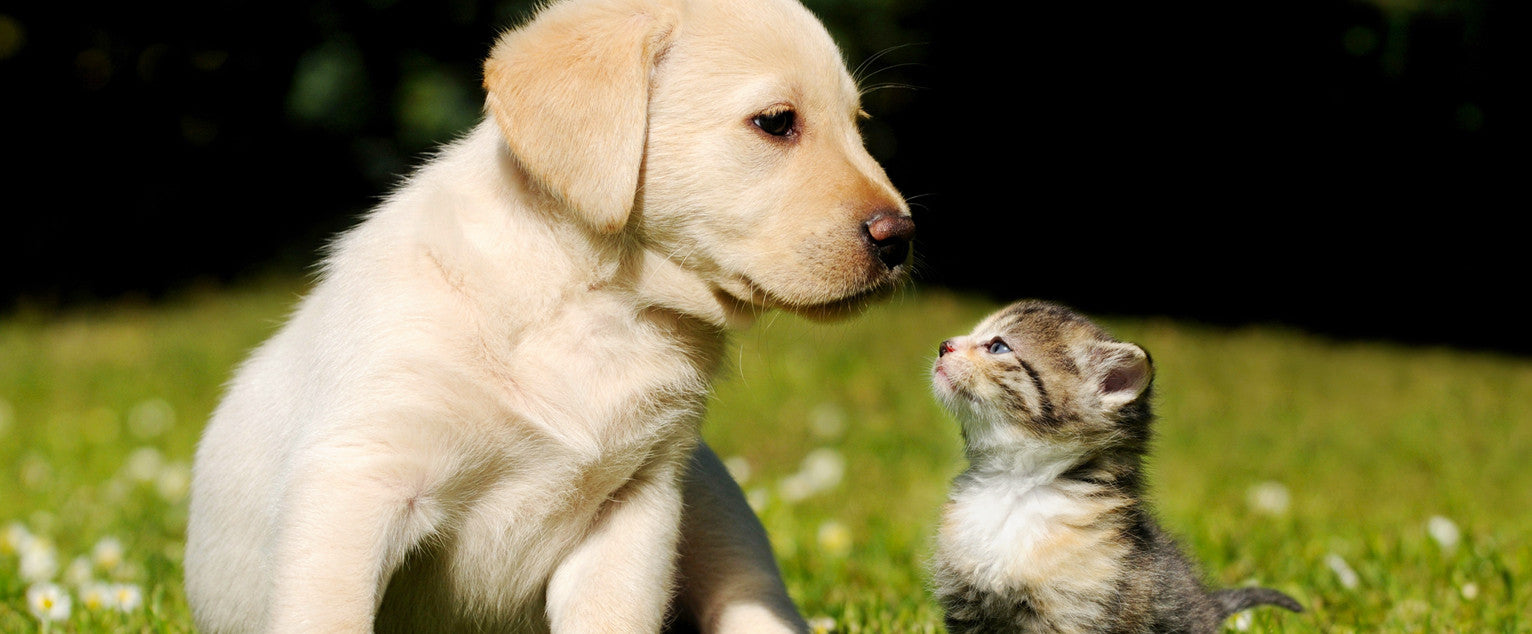 Introducing Cats & Dogs