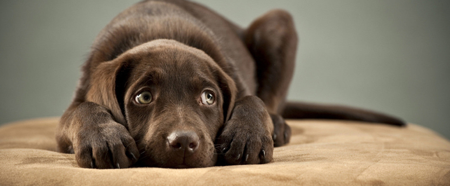 Dog Phobias