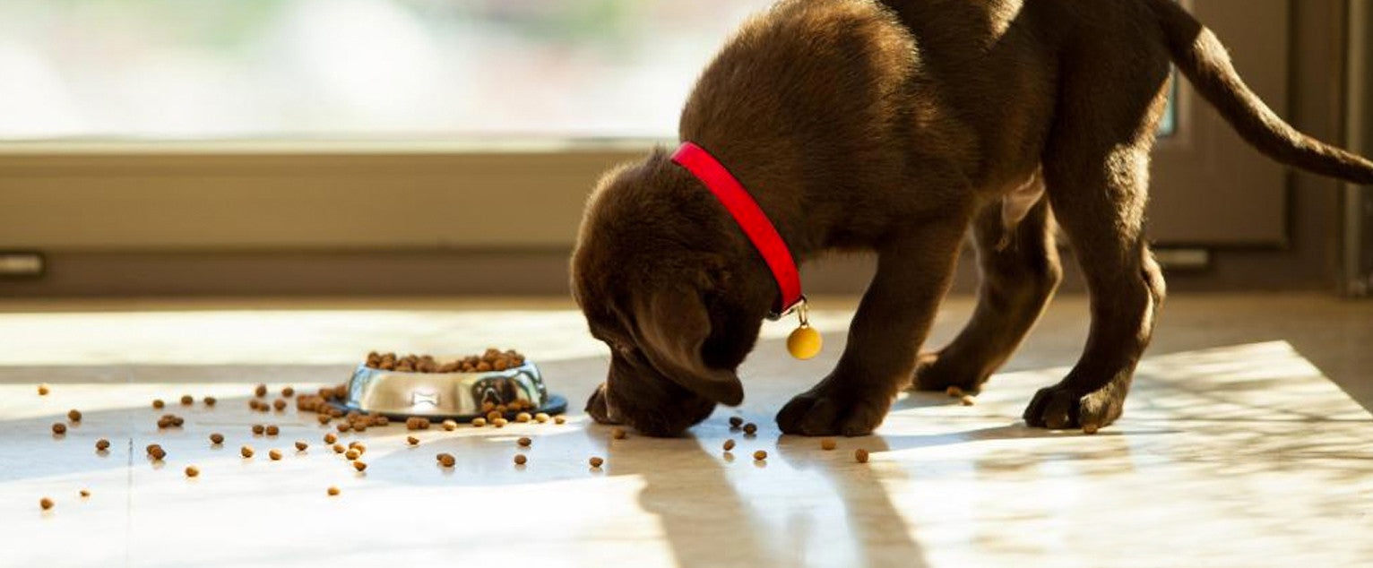 Healthy Canine Skin & Diet