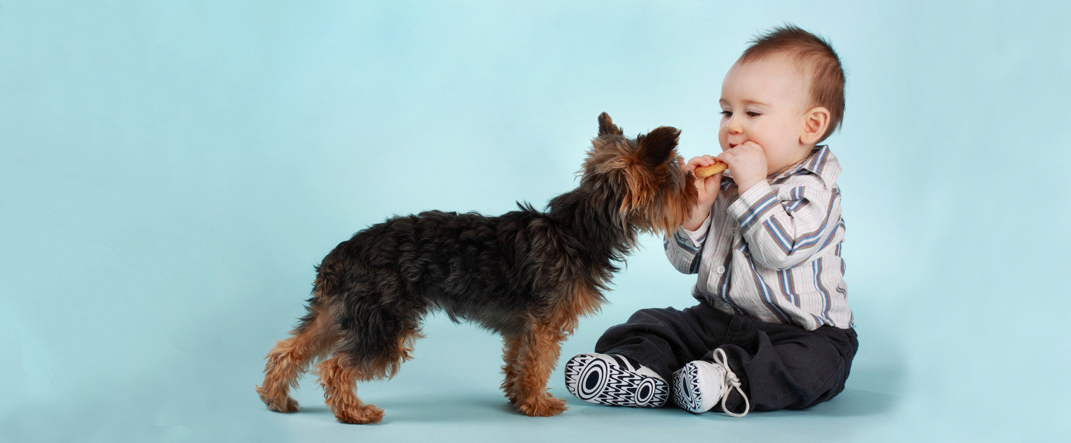 Dogs & Babies