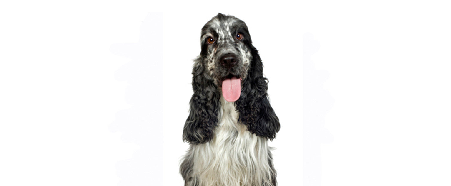 English Cocker Spaniel