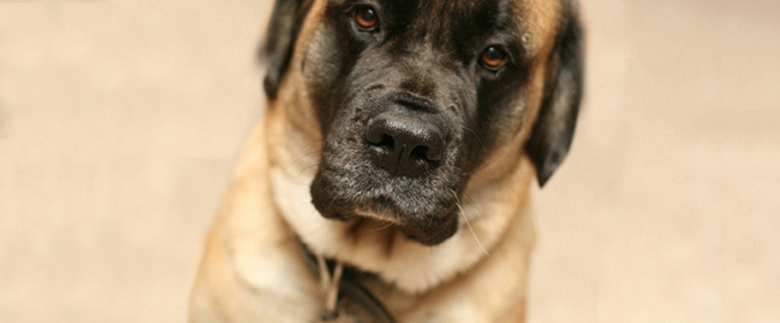 Mastiff (Old English Mastiff)