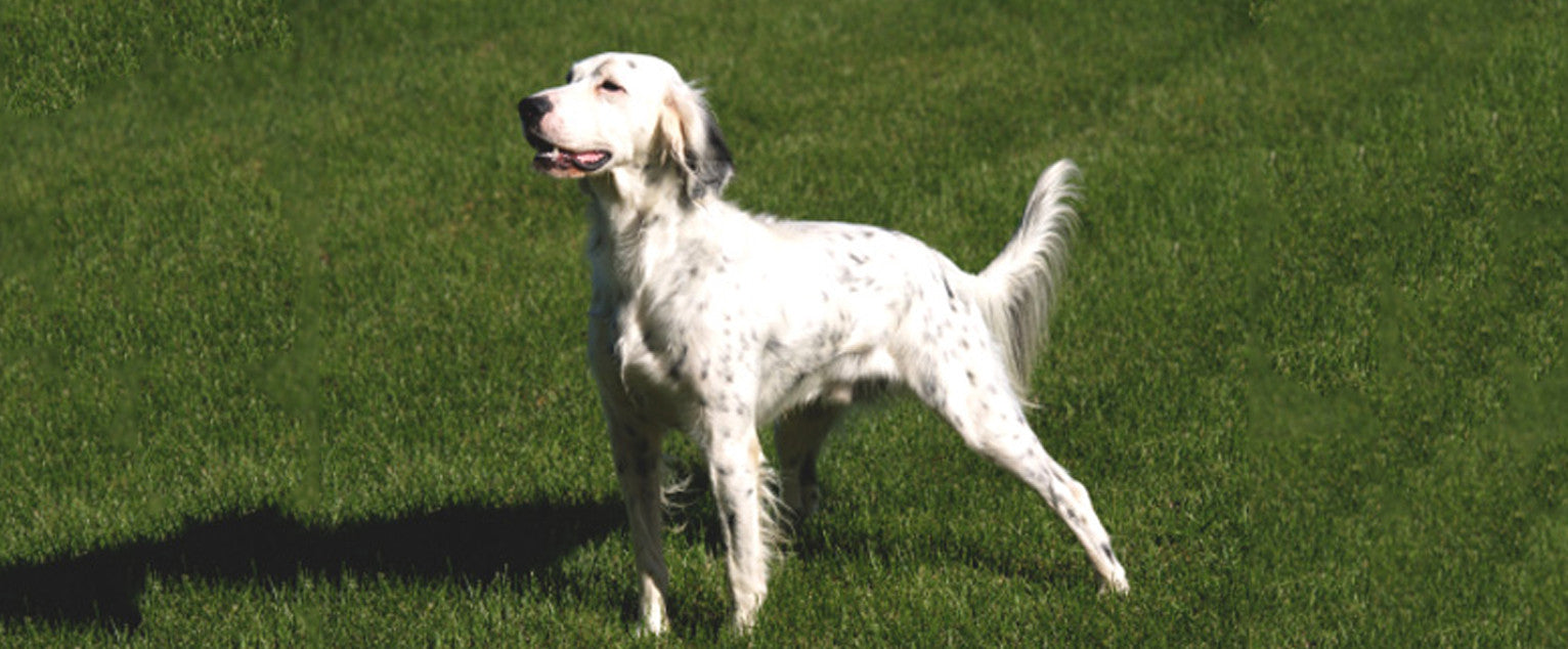 English Setter
