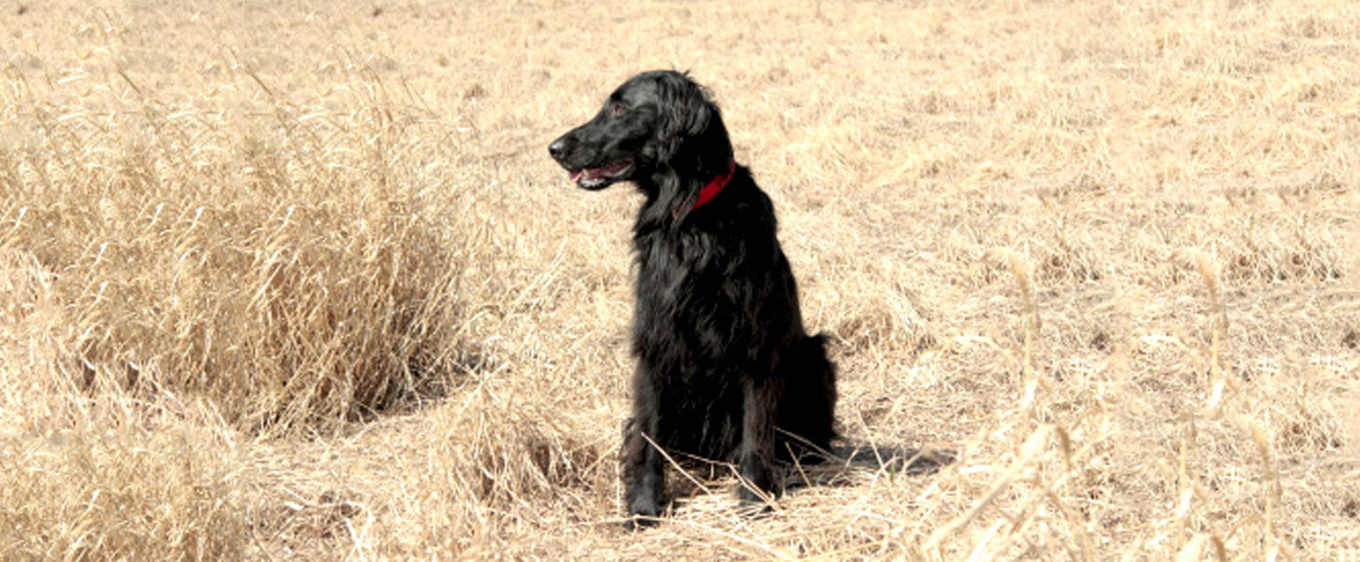 A picture of a black flat coated retriever in a field