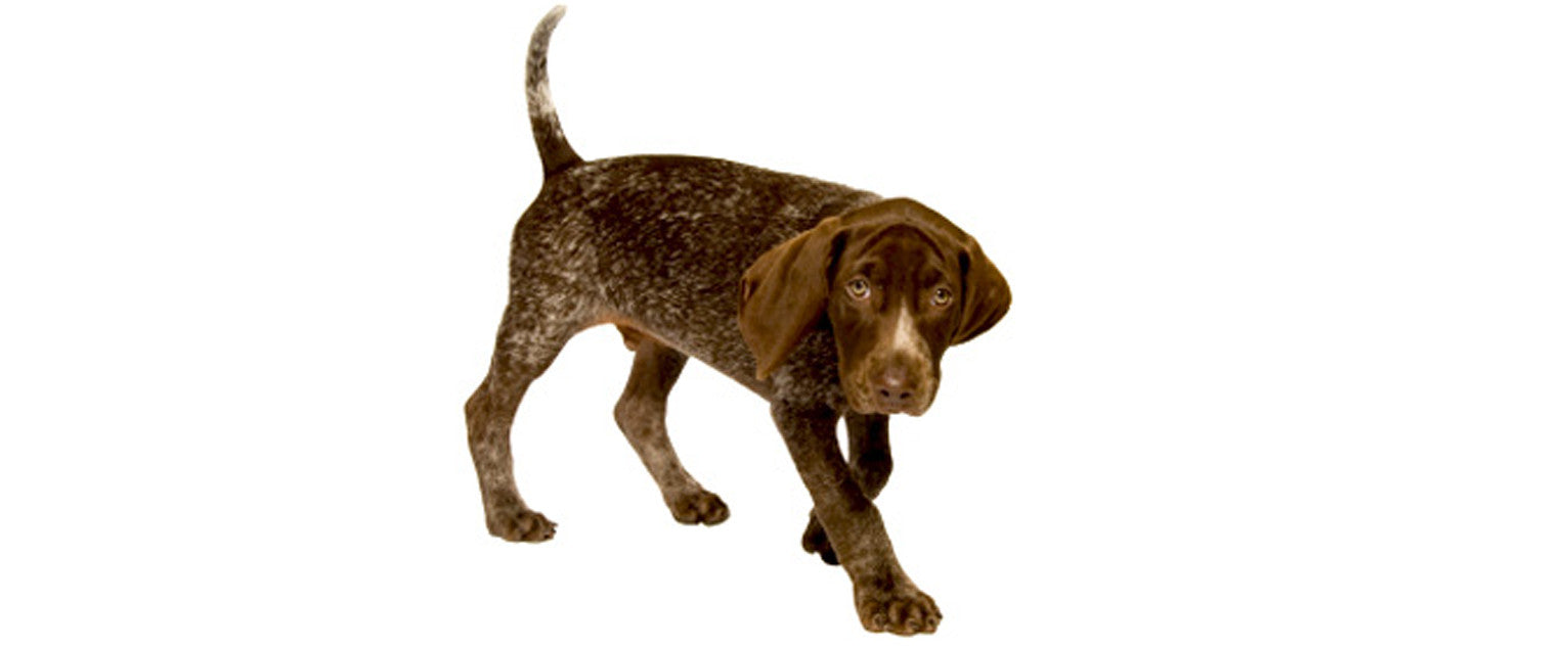German Shorthaired Pointer
