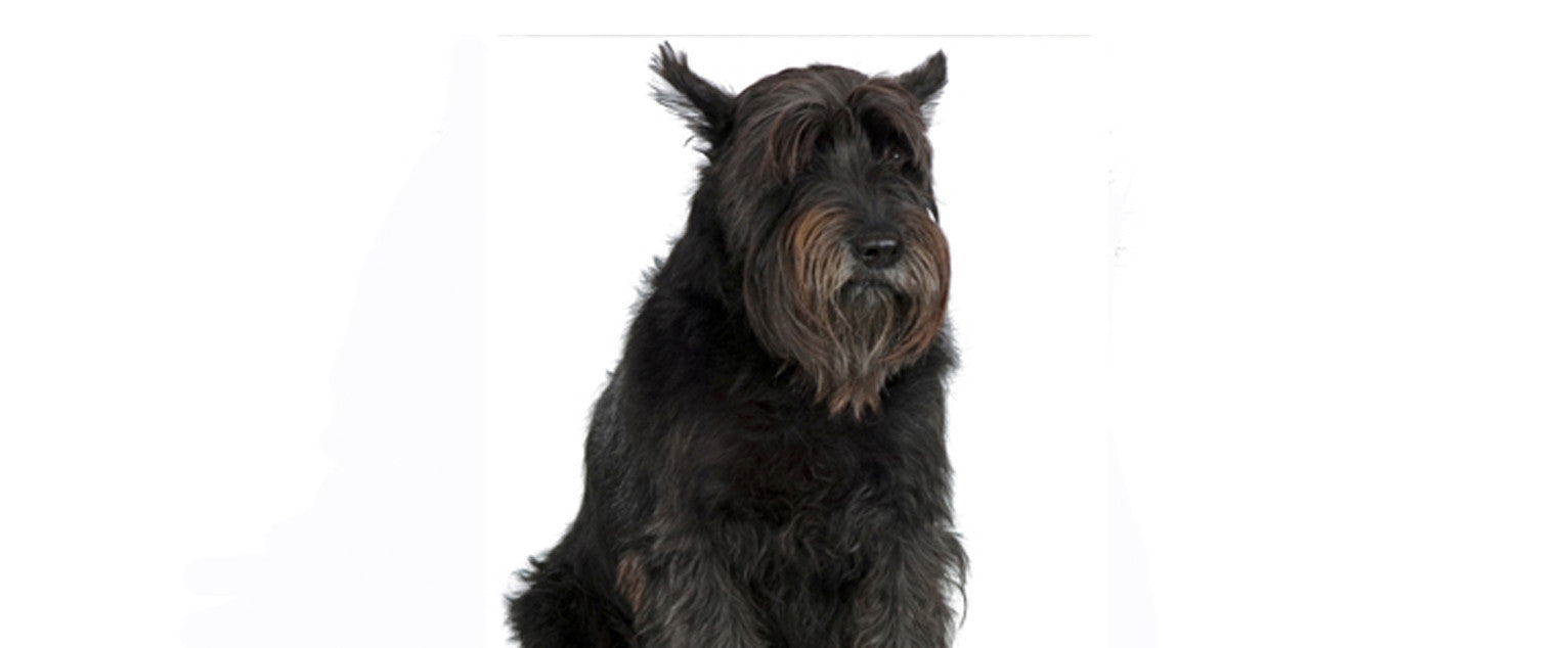 can you train giant schnauzer protection