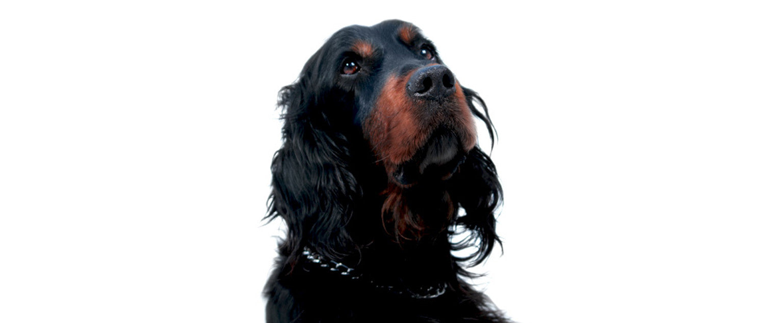 Gordon Setter