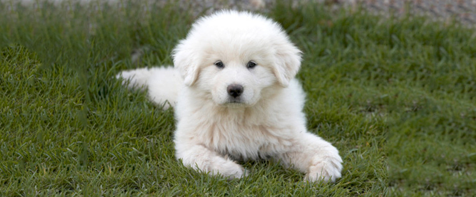 Great Pyrenees