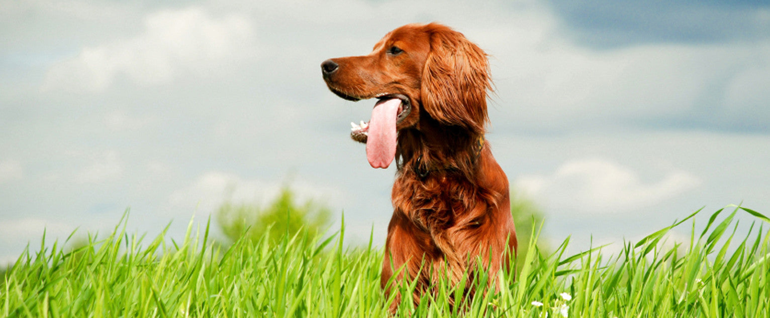 Irish Setter