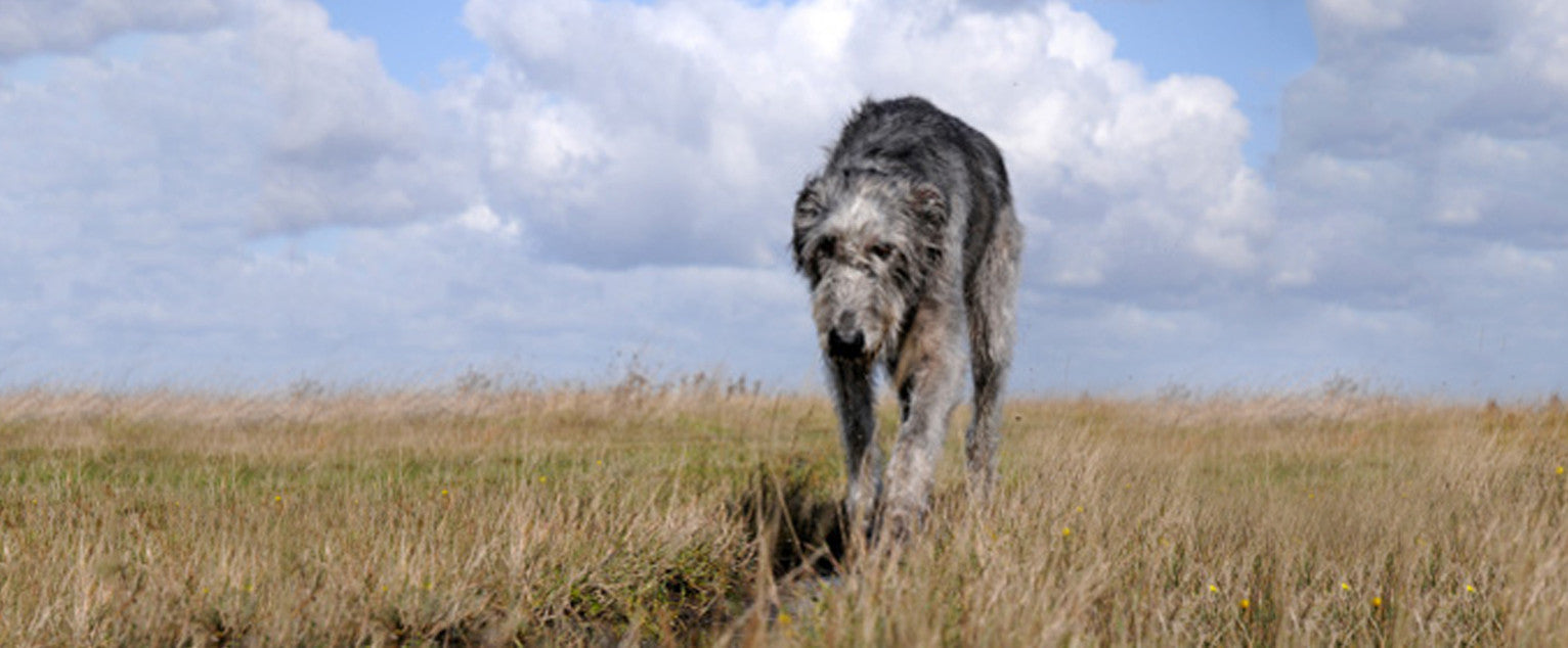 Irish Wolfhound