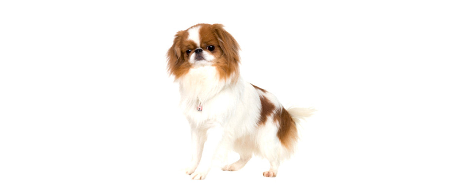 Japanese Chin