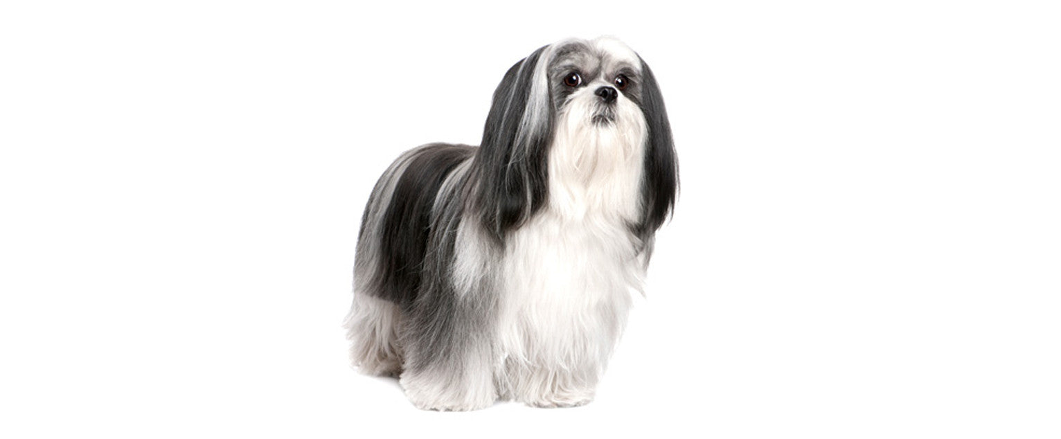 Lhasa Apso