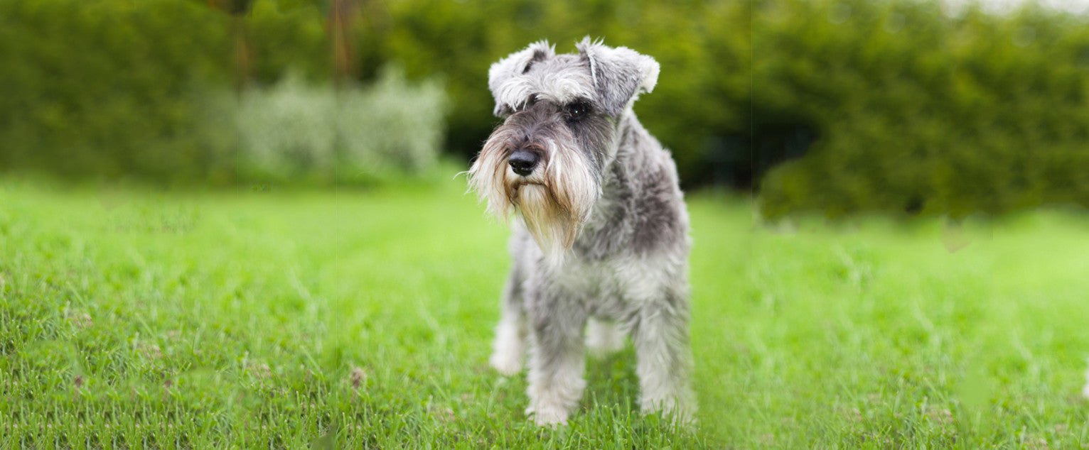 Miniature Schnauzer