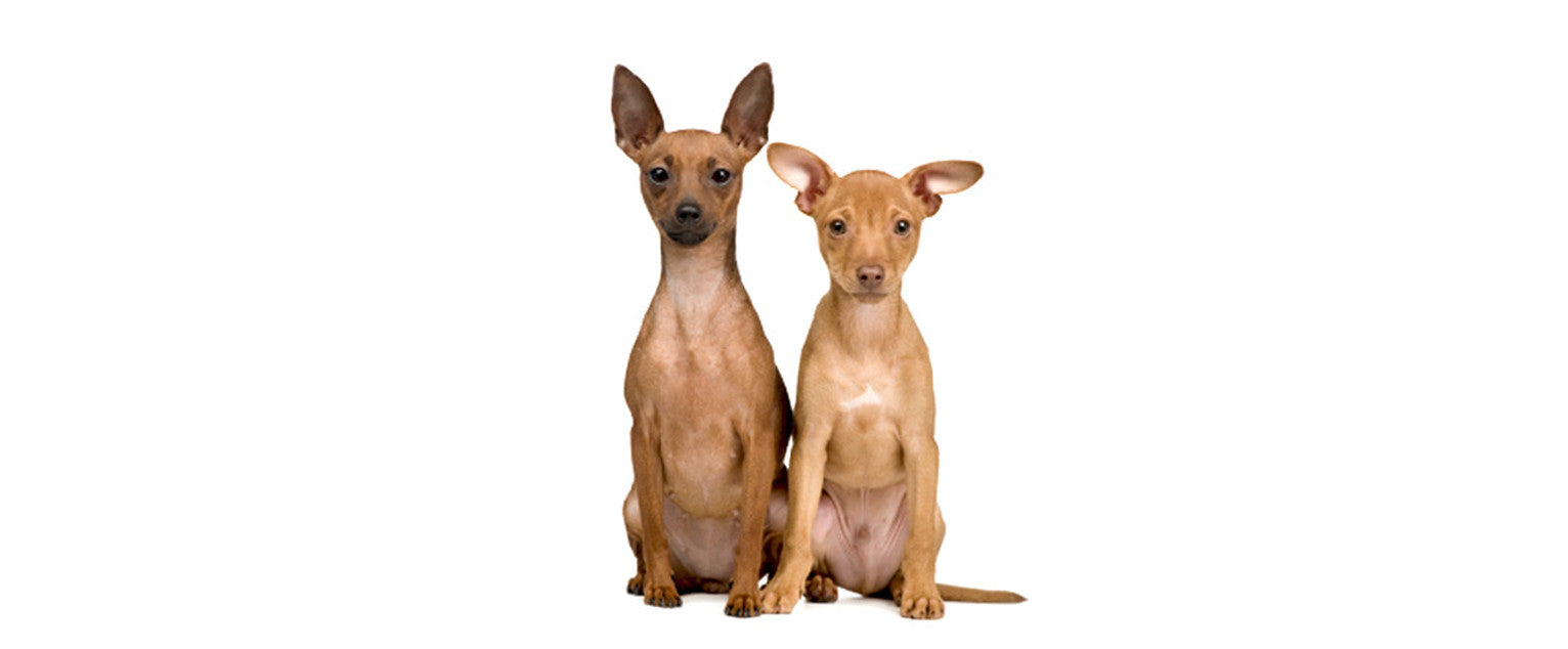 Miniature Pinscher