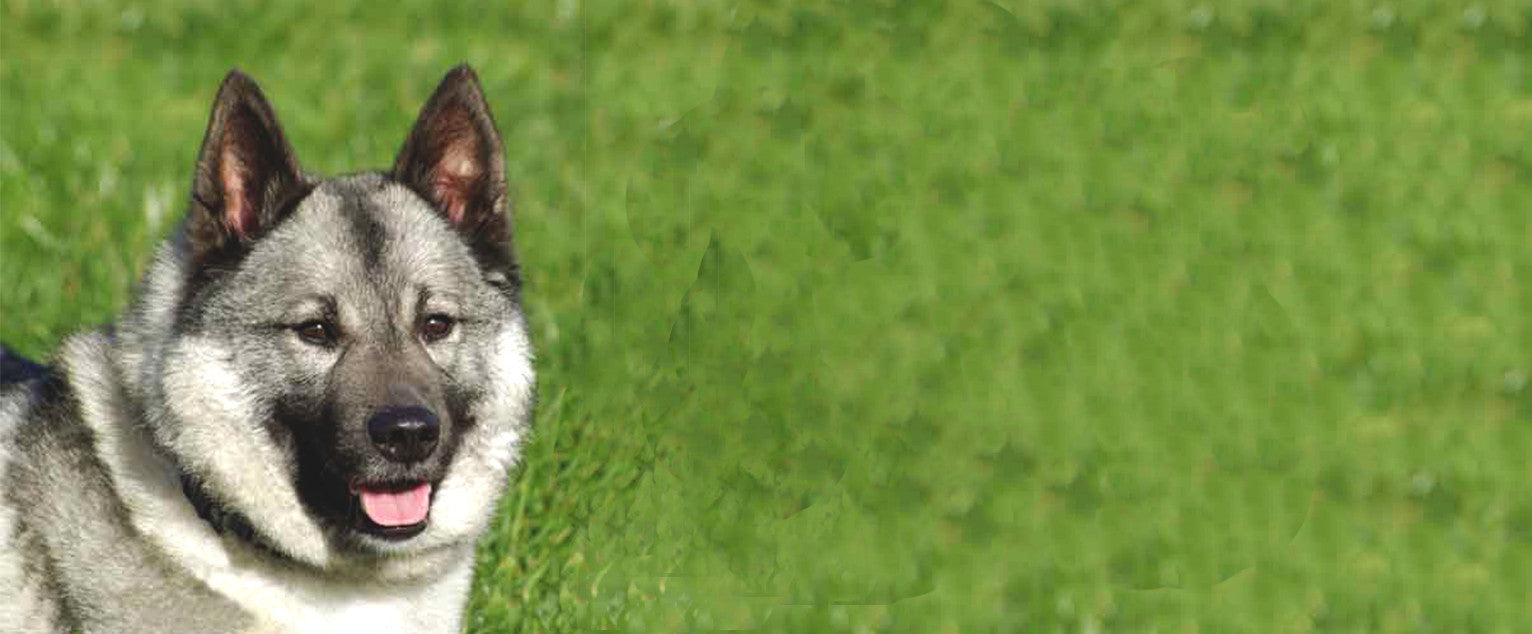 Norwegian Elkhound