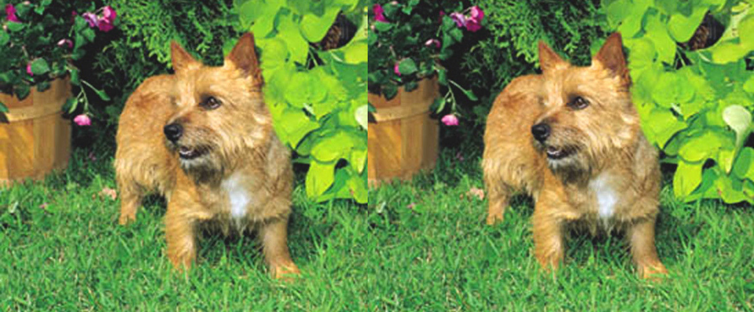Norwich Terrier